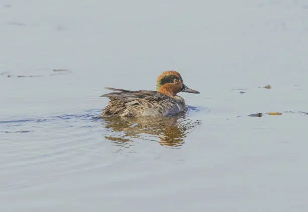 A green-winged teal seen at migration time in the water at one of the marshes as it search for food.