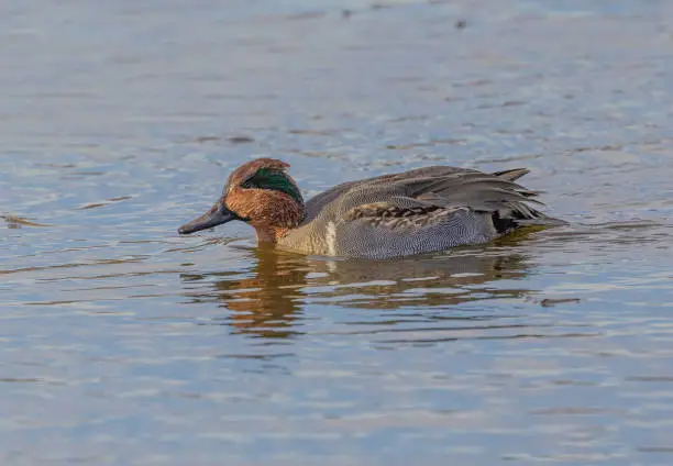 Agreen-winged teal seen at migration time in the water at one of the marshes.