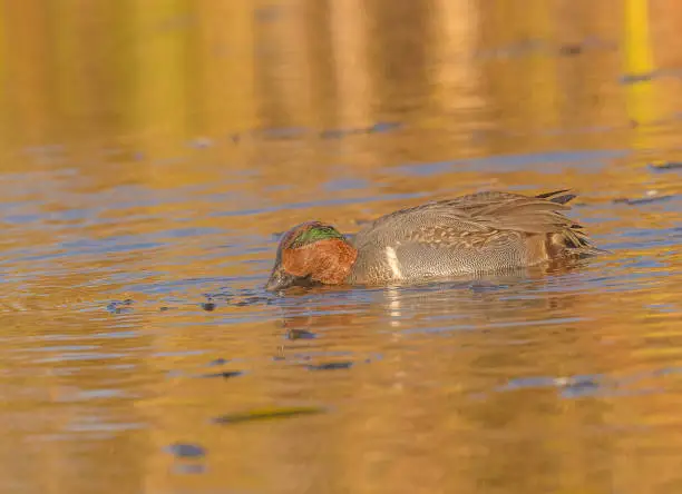 Agreen-winged teal seen at migration time in the water at one of the marshes as it search for food.
