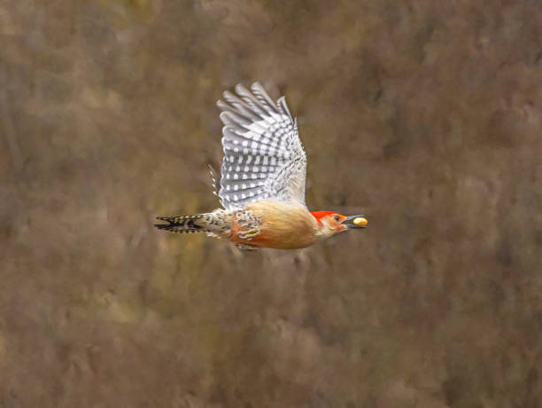 istock Red Bellied Woodpecker With Peanut 1928765830