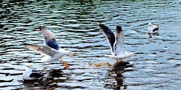 Two seagulls land on lightly rippling pond in a public park, amid two other seagulls