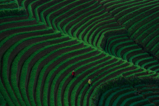 Chives farmer in the filed on the hill during sunrise