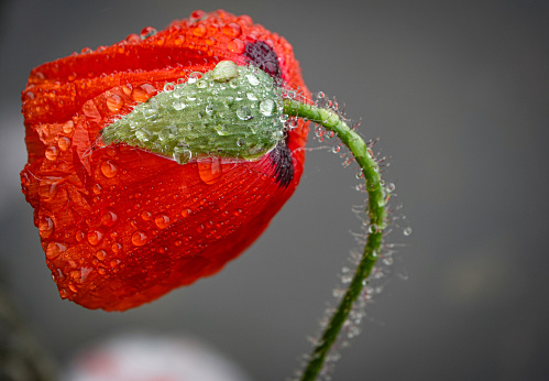 Red Poppy Flower with water droplets against dark background