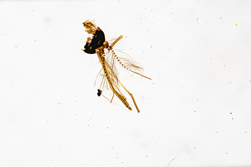 Mosquito-Female W.M. under light mircoscope with white background