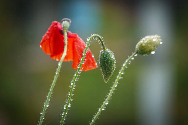Red poppy flower with two unopened pods wet with raindrops