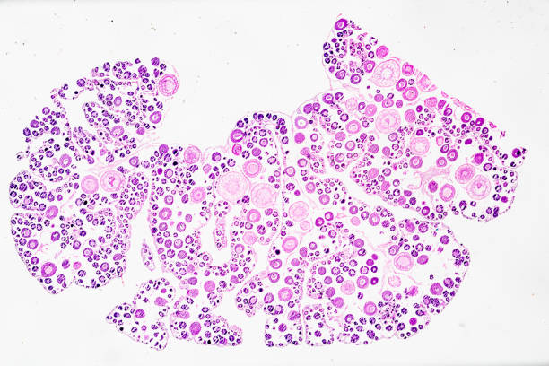 Tetis of Fish T.S. under light microscope with white background