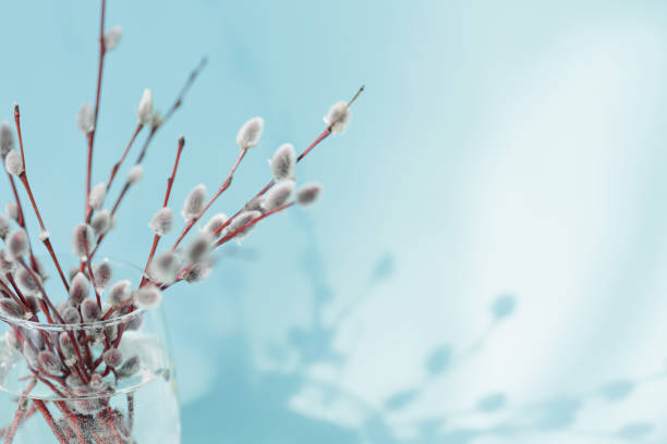 Fresh willow branches in glass of water