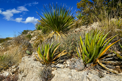 Agave, yucca, cacti and desert plants in a mountain valley landscape in New Mexico,