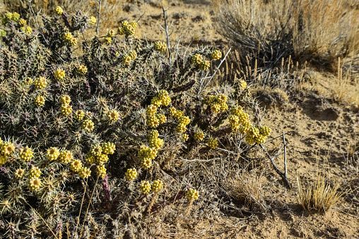 (Cylindropuntia versicolor) Prickly cylindropuntia with yellow fruits with seeds. Arizona cacti, USA