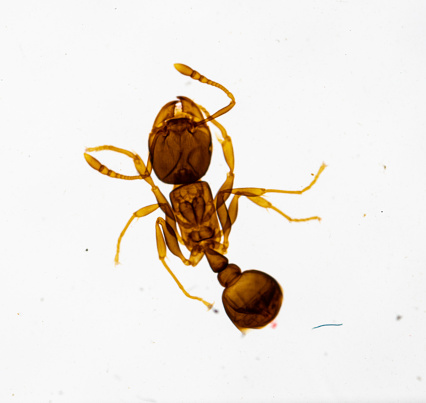 ant under light microscope with white background
