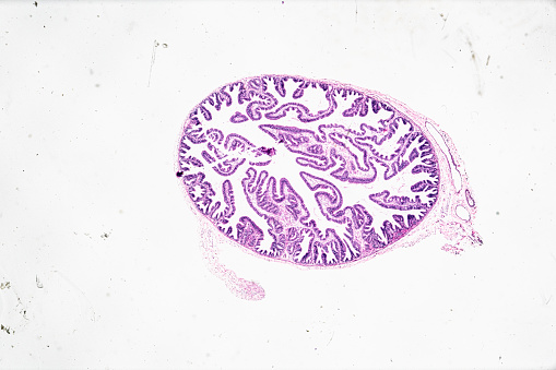 Oviduct T.S. under light microscope with white background