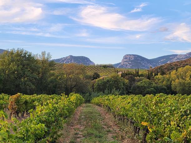istock Vineyards in early autumn in Cathar castle countryside 1928874070
