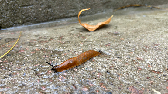 slugs in motion