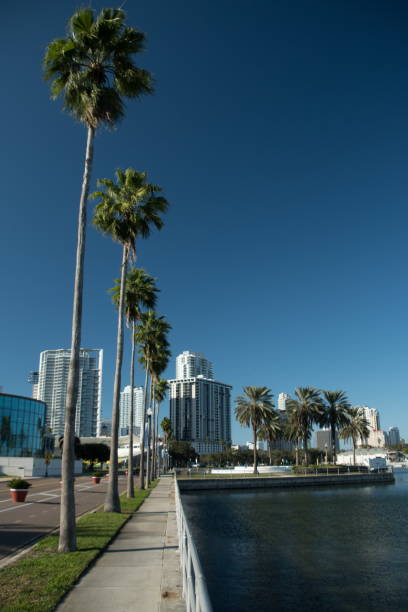 istock Row of tall palm trees at St Pete Pier 1928883695