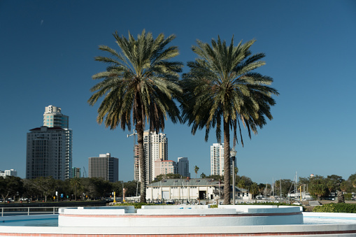 Couple of beautiful symmetric palm trees near Demens Park and St Pete pier frame down town skyscrapers, Florida