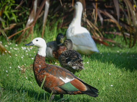 Paradise duck, Mallard ducks, Peking duck on the grass together