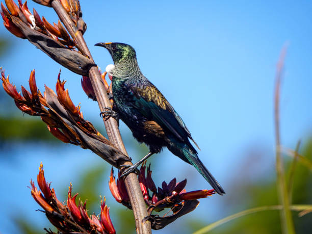 istock New Zealand Tui Bird 1928892556
