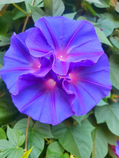 istock Morning Glory x4 Ipomoea spp. 1928905206
