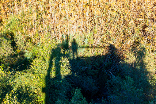 People silhouette on the reed