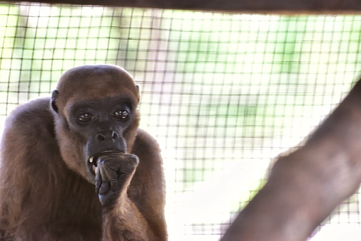 The image reveals a monkey within an enclosure,  part of the refuge in Iquitos dedicated to caring for monkeys victimized by illegal animal trafficking. The monkey's obscured face and the mesh-framed enclosure hint at an outdoor setting, illuminated by bright daylight.