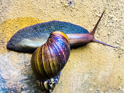 A big snail in the backyard.