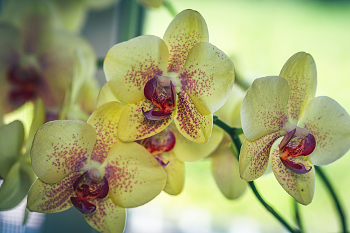 Just a photo of blooming orchid in spring morning