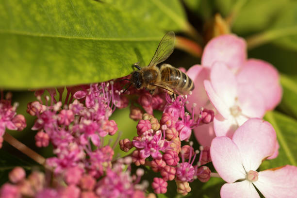 Honeybee collecting pollen from beautiful flowers outdoors, closeup