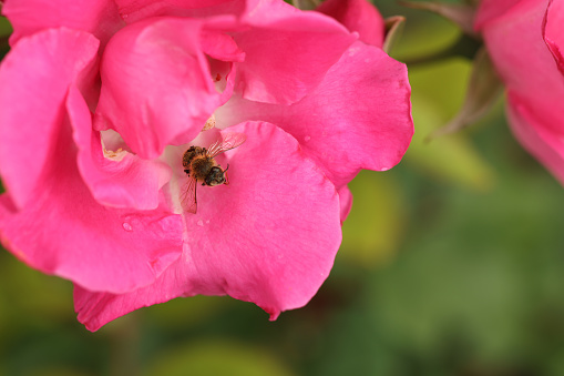 Honeybee collecting pollen from beautiful flower outdoors, closeup