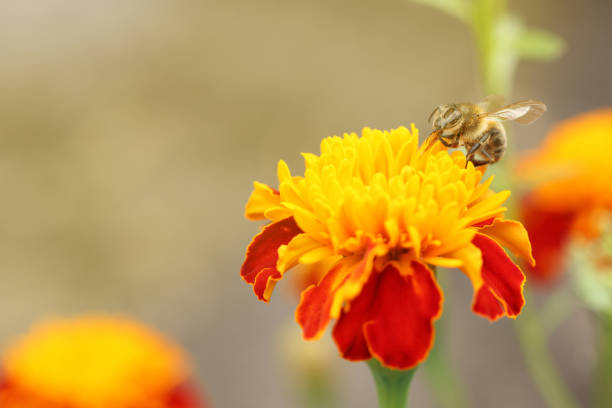 syrphid Sucking nectar on flowers