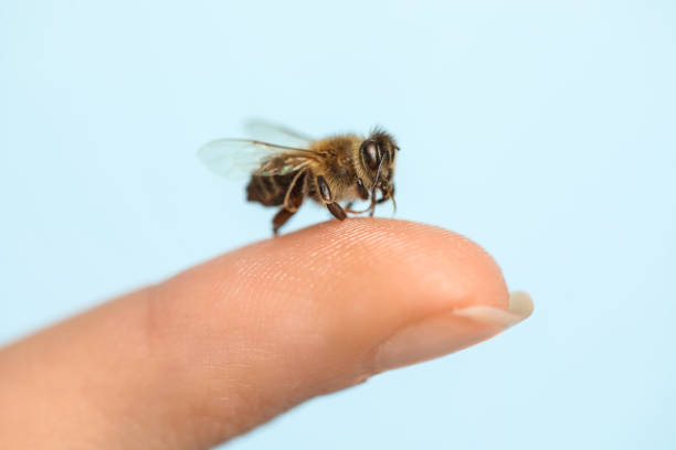 Bee going to sting woman on light blue background, closeup