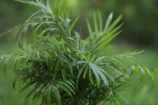 piękna palma chamaedorea z mokrymi zielonymi liśćmi na zewnątrz, zbliżenie - chamedora zdjęcia i obrazy z banku zdjęć