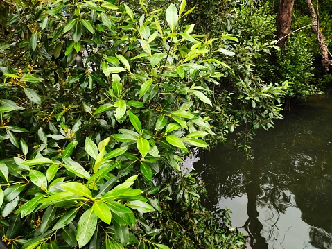 Mangroves on the riverbank, capturing the essence of their leaves, flowers, stems, and roots in photographs.