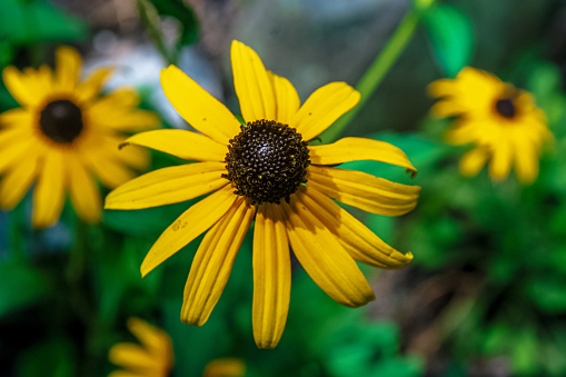 This captivating image showcases the striking beauty of Black-eyed Susans, featuring their distinct bright yellow petals and rich brown centers. A selective focus brings the foreground flowers into sharp clarity against a softly blurred green background, emphasizing the natural elegance of these wildflowers. The composition bathes in the soft, natural light, encapsulating the essence of summer’s vibrant flora.