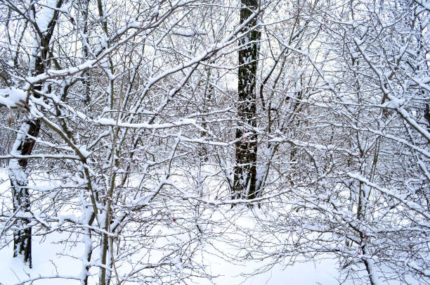 Winter forest reserve. Snowy winter.