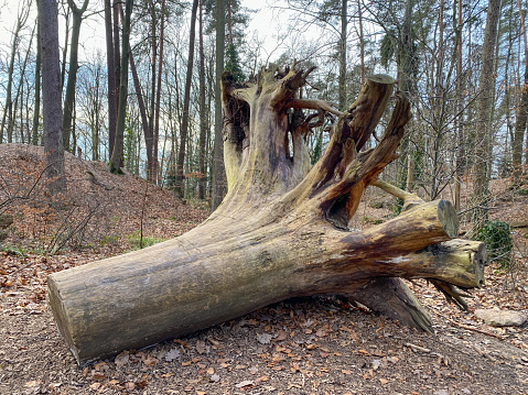 Wooden stump in spring forest, good for meditation and mind cleaning.