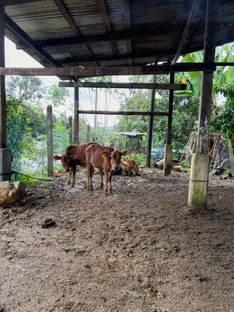 istock A brown calf resting and standing in a muddy farm yard. 1929041099