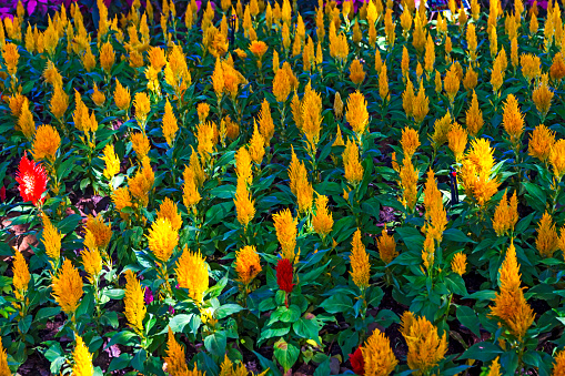 Celosia Plumosa plant in the botanical garden at chiang Rai Province, Thailand