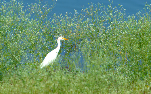 A white bird with long beak near a water body