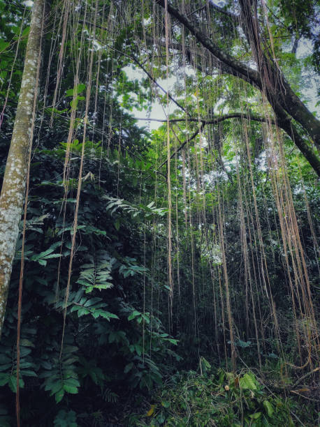 istock Banyan tree with hanging roots like a curtain in wild forest 1929181741