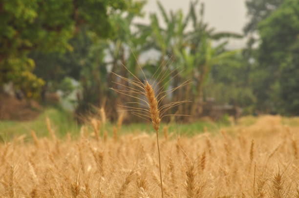 A wheat field with a single stalk with trees in the background