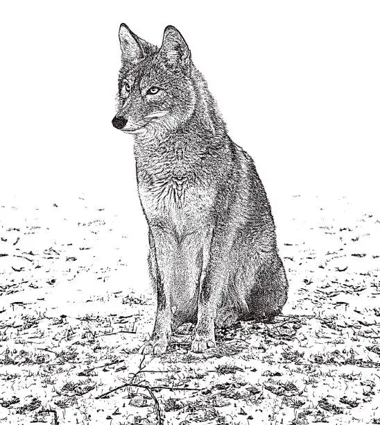Vector illustration of One Wild Coyote