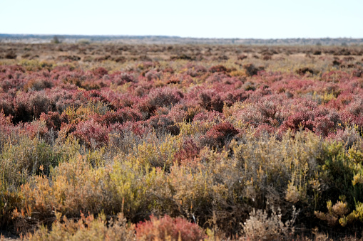 Desert bushland near the town of Marree, South Australia state.