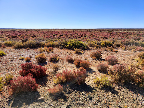 Desert bushland near the town of Marree, South Australia state.