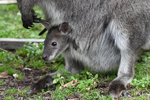 Joey in the pouch of a wallaby in Australia