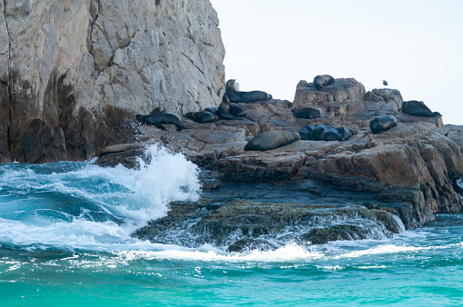 Scenery in Mexico, seals resting on rocks in Cabo San Lucas on a sunny day with big waves.