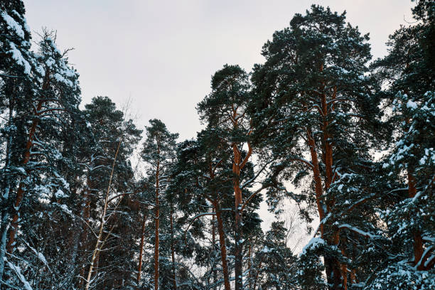 Pine forest in the winter.  Snow in winter. A lot of snow on spruces, pines and birches. Winter in the woods with a lot of snow after a snowstorm.