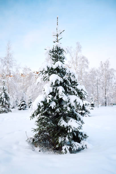 istock Fir tree covered with snow in a winter park 1929250702