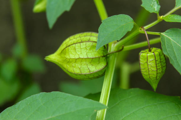 istock close up of ciplukan (Physalis) fruit on the tree 1929256502