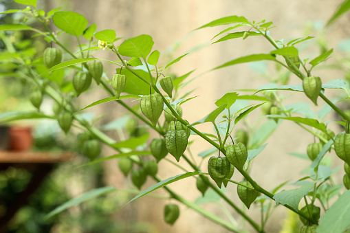 Fresh green chili pepper on tree and leaf organic