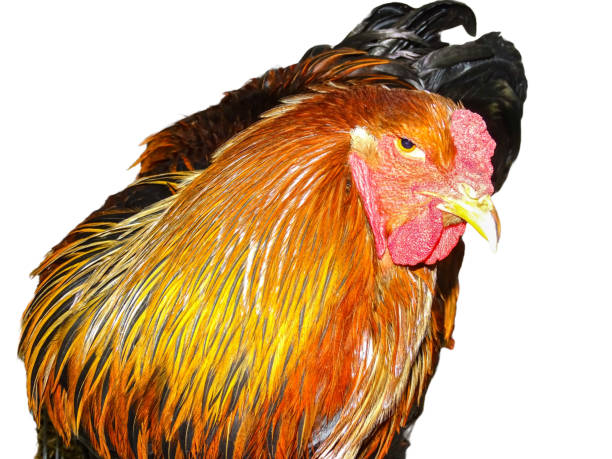 istock Brahma rooster isolated on white background 1929260704